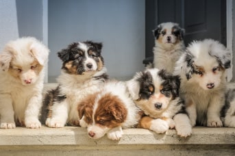 manada-perritos.jpg